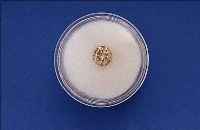 LOSER BRILLANT CA. 1.83 CT GET.GELBBRAUN/P2,