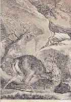 RIDINGER, JOH. ELIAS, KUPFERSTICH, LUCHS FäLLT EINEN HIRSCH AN, WASSERFLECKIG UND GEBRäUNT, CA. 30 X 24,5 CM, PP, U.GL., ...