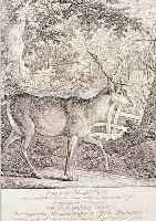 RIDINGER, JOH. ELIAS, KUPFERSTICH, DARST. EINES HIRSCHEN, CA. 27,5 X 24 CM, PP