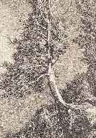 WEBER, A.PAUL, 1893 ARNSTADT-1980 SCHRETSTAKEN NAGER TOD, LITHOGRAPHIE, HANDSIGN., CA. 37 X 27 CM