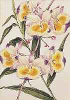 KONVOLUT VON 15 BLATT, MIT ALTKOLOR. KUPFER-STICHEN UND ALTKOLOR. LITHO AUS CURTIS, PAXTON UND FLORES DES SERRES, ALLE CA. 1850, MIT ...