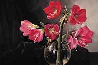 GENT, JOH. BAPTIST NICHOLAS V., *1891 ARNHEIM, KüNSTLER DER HAAGER SCHULE, MALT IN FOTOREALISTISCHER MANIER, HIER: AMARYLLIS, ...