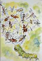 KRINNER, MICHAELA, GEB. 1915 WALDMüNCHEN, MEISTERSCHüLERIN OSKAR KOKOSCHKAS, INSEKTEN, AQUARELLIERTE TUSCHEZEICHNUNG, LI. U. SIGN. UND DAT. ...