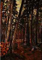 HALLER, EUGEN, 1899 STUTTGART-1972 MüNCHEN, WALDWEG MIT GESCHLAGENEM HOLZ, ÖL/LWD., RE. U. SIGN., 72 X 51 CM, R.