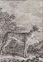 RIDINGER, JOH. ELIAS, 18. JH., ZWEI RADIERUNGEN MIT HUNDEDARSTELLUNGEN AS NEUES THIERREICH-BüCHL, JE CA. 16 X 13,5 CM, PP, U.GL., ...