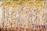 JANNSEN, HORST, "GROSSER BIRKENWALD", FARBOFFSET, HANDMONOGRAMMIERT I. DRUCK MONOGRAMMIERT UND DAT. 21.5.81, 78 X 50 CM