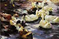 MEHRNIA, H., GEB. TäBRIZ/IRAN 1942, SCHüLER DER DüSSELDORFER AKADEMIE, ENTEN AUF DEM WEIHER, ÖL/LWD, LI. U. SIGN., CA. 50 X 60 CM, R.