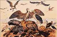 KONVOLUT AUS 10 ALTKOLORIERTEN LITHOGRAPHIEN, UM 1890-1900, MIT VERSCHIEDENEN TIERDAR- STELLUNGEN, ÜBERWIEGEND VON SCHACH (STUTTGART) BÄREN, ...