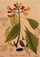 KONVOLUT VON 22 BLATT, MIT ALTKOLOR. KUPFERSTICHEN MIT PRACHTVOLLEN BLUMEN- UND PFLANZENDARSTELLUNGEN, ABB. U. BESCHREIBUNG ALLE I. D. ...