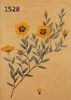 KOLORIERTER STICH VON REDOUTé, UM 1810-20, ROSA BERBERIFOLIA, GEBRäUNT, CA. 31 X 22 CM