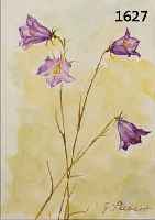 SIESIEBERT, GEORG, GEB. 1896 DRESDEN, WIESENGLOCKENBLUMEN, AQUARELL AUF PAPIER, RE. U. SIGN., CA. 23,5 X 16,5 CM, PP, U.GL.,R.