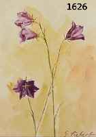 SIEBSIEBERT, GEORG, GEB. 1896 DRESDEN, WIESENGLOCKENBLUMEN, AQUARELL AUF PAPIER, RE. U. SIGN., CA. 23,5 X 16,5 CM, PP, U.GL.,R. DAZU ...
