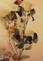 SIEBSIEBERT, GEORG, GEB. 1896 DRESDEN, STILLEBEN MIT MARGERITEN, AQUARELL, RE. U. SIGN. UND DAT. 1923, CA. 38,5 X 26,5 CM, U.GL., R.