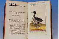 HERRN VON BUFFONS NATURGESCHICHTE DER VöGEL, BAND 30 UND 31 VON 1802/1804, MIT EINEM TITELKUPFERSTICH, EINEM FRONTISPIZ UND 76 ...