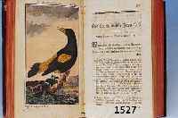 HERRN VON BUFFONS NATURGESCHICHTE DER VöGEL, 8. BAND 1789, MIT 47 ALTKOLORIERTEN KUPFER- STICHEN VERSCHIEDENER VöGEL, LEICHT STOCK- FLECKIG