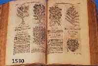 TABERNAEMONTANI, JAK. TH., KREUTERBUCH, NICOLAUM BASSAEUM FRANCKFURT/M., 1591, DURCHGEHEND ILLUSTRIERT MIT HOLZSTICHEN, MEISTMEHRERE PRO ...