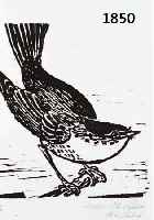 PANKPANKOK, OTTO, VOGEL, HOLZSCHNITT, NUM. 42/75, RE. U. NACHLAßSIGNATUR DER WITWE PANKOKS, CA. 17 X 16 CM