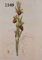KONVOLUT VON 40 BLATT, MIT ALTKOLOR. KUPFER-STICHEN MIT BLUMEN- UND PFLANZENDARSTELLUNGEN AUS DEM GR. ENGL. BOTANIKWERK SOWERBY SMITH J. E. ...