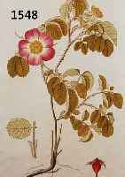 KONVOKONVOLUT VON 3 BLATT, MIT ALTKOLOR. KUPFER- STICHEN, CA. 1800, MIT PRACHTVOLLEN VERSCHIEDENEN HECKENROSEN MIT BLÜTENZWEIG UND ...