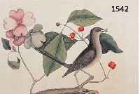 ALTKOLOR. KUPFERSTICH, UM 1720, AUS DEM BUCH THE BIRDS OF CAROLINA, GATSBY, VOGELDARST. MIT BLUMEN U. BEEREN, U. RE. BEZ. TURDUS MINOR- THE ...