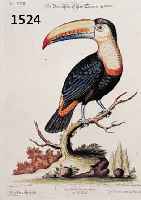 ALTKOALTKOLOR. KUPFERSTICH, SELIGMANN, NÜRNBERG, UM 1749, SCHÖNE VOGELDARST. AUF AST, BEZ. PICA BRAFILIENSIS, LE TOUCAN OU LA PIE DU BREFIL, ...