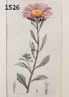 5 5 PFLANZENLITHOGRAPHIEN, UM 1780/1800, 18,5 X 10,5 CM