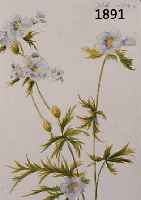 SIEBERT, GEORG, GEB. 1896 DRESDEN, WIESENBLUMEN, AQUARELLIERTE ZEICHNUNG, RE. O. HANDSIGN. UND DAT. JULI 1946, CA. 22 X 17 CM, PP, U.GL., R., MIT ...