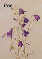 SIEBERT, GEORG, GEB. 1896 DRESDEN, ZWEI AQUARELLE, GLOCKENBLUMEN, BEIDE HANDSIGN. UND DAT. JULI 1946, JE CA. 18 X 13 CM, PP, U.G L., R.