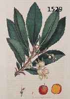 KONVOLUT VON 50 BLATT MIT PRACHTVOLL ALTKOLOR. KUPFERSTICHEN, MIT BLUMEN U. PFLANZEN, GRÄ- SERN U. FLECHTEN, AUS DEM ENGL. BOTANIKWERK SOWERBY ...