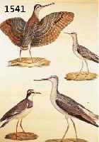 ZWEI LITHOGRAPHIEN, 19. JH., ZOOLOGIE OISEAUX J. CES. SAVIGNY, ALTKOLOR., UNTER GLAS GER., M. CA. 74X56 CM, ALTERSBED. L. GEBR., SEHR SCHÖNE ...