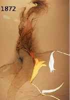 BRUNI, BRUNO, FARBLITHOGRAPHIE, HANDSIGNIERT UND NUM. 25/150, CA. 67 X 100 CM, PP, U.GL., R.