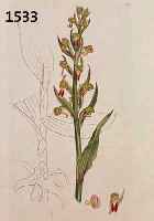 KONVOLUT VON 50 BLATT, MIT ALTKOLOR. KUPFERSTICHEN VON PRACHTVOLLEN BLUMEN, PFLANZEN UND GRÄSERN AUS DEM ENGL. GR. BOTANIKWERK SOWERBY SMITH J. ...