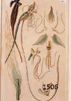 KONVOLUT 5 HANDKOLORIERTE BLUMENKUPFERSTICHE, UM 1820, VON HART, CURTIS, EDWARDS, JE CA. 22 X 13 CM, PP, R.