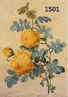 REDOUTé, PIERRE JOSEPH, 1759-1840, ROSIER JAUNE DE SOUFFRE, GESTOCHEN VON LANGLOIS, GEDRUCKT BEI RéMOND, ALTKOLORIERT, CA. 34 X 24 CM, PP, ...