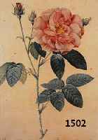 REDOUTé, PIERRE JOSEPH, 1759-1840, ROSA GALLICA OFFICINALIS, GESTOCHEN VON LANG- LOIS, GEDRUCKT BEI RéMOND, ALTKOLORIERT, CA. 34 X 24 CM, PP, ...