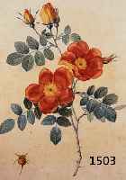 REDOUTé, PIERRE JOSEPH, 1759-1840, ROSA EGLANTERIA PUNICEA, GESTOCHEN VON LANGLOIS, GEDRUCKT BEI RéMOND, ALTKOLORIERT, CA. 34 X 24 CM, PP, ...