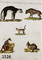 BERTUCH, FRIEDRICH JUSTIN, WEIMAR 1747-1822, 11 KOLORIERTE KUPFERSTICHTAFELN MIT DARSTEL- LUNGEN VERSCHIEDENER TIERE, JE CA. 22 X 18 CM, LEICHT ...
