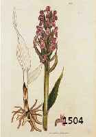 KONVOLUT MIT 80 BLATT, MIT PRACHTVOLL ALT- KOLOR. KUPFERSTICHEN MIT SCHÖNEN BLUMEN, PFLANZEN, GRÄSER- UND FRÜCHTEDARSTELLUNGEN AUS DEM ENGL. GR. ...