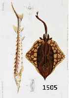 KONVOLUT VON 15 BLATT, MIT ALTKOLOR. KUPFER- STICHEN AUS CH. ORBIGNY ALTLAS DER ZOOLOGIE PARIS, CA. 1850, MIT PRACHTVOLLEN FISCH- DARSTELLUNGEN, ...