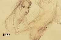 DILL, OTTO, 1884 NEUSTADT-1957 BAD DÜRKHEIM, FUCHS UND HUND, BLEISTIFTZEICHNUNG, RE. U. SIGN., CA. 17 X 22 CM, PP, U.GL., R.