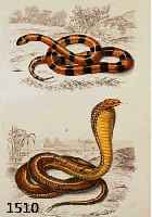 KONV. 9 BLATT MIT ALKOLOR. KUPFERSTICHEN AUS ATLAS DER ZOOLOGIE CHARLES ORBIGNY, CA. 1850, MIT PRACHTVOLLEN SCHLANGENDARST. BIS ZU 3 SCHLANGEN AUF ...