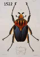 KONVOLUT VON 18 BLATT ALTKOLOR. KUPFERSTICHE AUS DEM ATLAS DER ZOOLOGIE, CH. ORBIGNY PARIS, CA. 1835, MIT PRACHTVOLL ALTKOLOR. ...