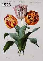 KONVOLUT VON 20 BLATT MIT ALTKOLOR. KUPFER- STICHEN, MIT PRACHTVOLLEN BLUMEN UND PFLAN- ZENDARSTELLUNGEN AUS DEM ATLAS DER ZOOLOGIE, PARIS CH. ...
