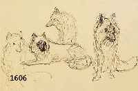 DILL, OTTO, PROF., 1884 NEUSTADT-1957 BAD DÜRKHEIM, WOLFSTUDIEN, TUSCHEZEICHNUNG, CA. 19X27.5 CM, PP, U.GL., R., AUS EINEM SKIZZEN- BUCH