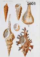 KONVOLUT VON 15 BLATT, MIT ALTKOLOR. KUPFER- STICHEN AUS ATLAS DER ZOOLOGIE PARIS, 1835, MIT PRACHTVOLLEN MUSCHELN, SCHNECKEN UND ...