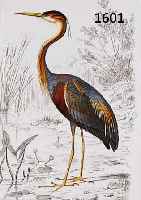 KONVOLUT VON 14 BLATT, MIT PRACHTVOLLEN 14 ALTKOLOR. KUPFERSTICHEN MIT ENTEN, REIHERN, FLAMINGOS, GÄNSEN USW., SEHR GUTE ERHALTENE BLÄTTER, MIT ...