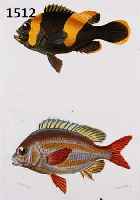 KONVOLUT VON 10 BLATT KUPFERSTICHE, DAVON 8 ALTKOLOR., MIT PRACHTVOLLEN FISCHDARSTELLUNGEN BIS ZU 4 FISCHEN AUF EINEM BLATT AUS DEM ATLAS DER ...