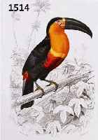 KONVOLUT VON 15 BLATT, MIT ALTKOLOR. KUPFERSTICHEN MIT PRACHTVOLLEN VOGELDAR- STELLUNG BIS ZU 2 VÖGEL AUF EINEM BLATT IN PRACHTVOLLEN ALTKOLORIT, ...
