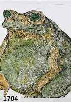 ZBINDEN, EMIL, 1908-1991, ZWEI HANDKOLO- RIERTE HOLZSCHNITTE: DER FROSCH, DIE KOMISCHE BAUMSCHEIBE, JE CA. 38 X 38 CM, PP