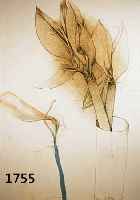 BRUNI, BRUNO, GEB. 1935, BLUMEN II, FARBLITHOGRAPHIE VON 1987, HANDSIGNIERT UND NUM. 1/150, CA. 79.5 X 59 CM